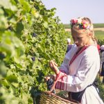 - Водачка вино в България, традиционен български костюм, лозови насаждения, грозде, Hillview Bulgaria.