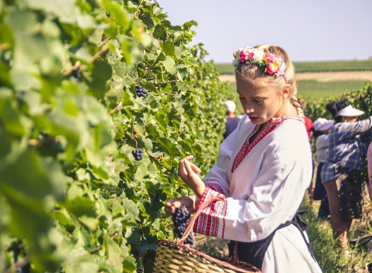- Водачка вино в България, традиционен български костюм, лозови насаждения, грозде, Hillview Bulgaria.