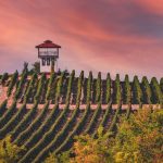 Винарска лоза в Южен България, залез, планински пейзаж.