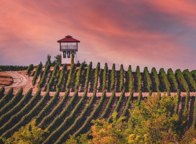 Винарска лоза в Южен България, залез, планински пейзаж.