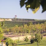 Зеленчукови лозя в България, Hillview, мощен винен регион.