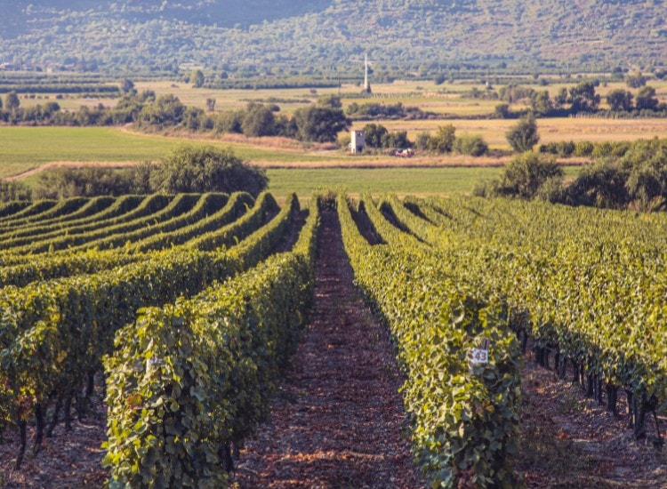 лозя в България, винени масиви, планински пейзаж, туристическа дестинация, качество и традиция.