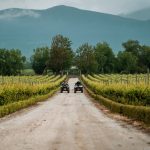Винарска лоза в България, Hillview Bulgaria, винена почва, туризъм, ферма, селски пейзаж, природна красота, винен тур, селски рай.