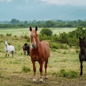 конна езда в пловдив