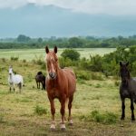 Неозаглавен дизайн (96)